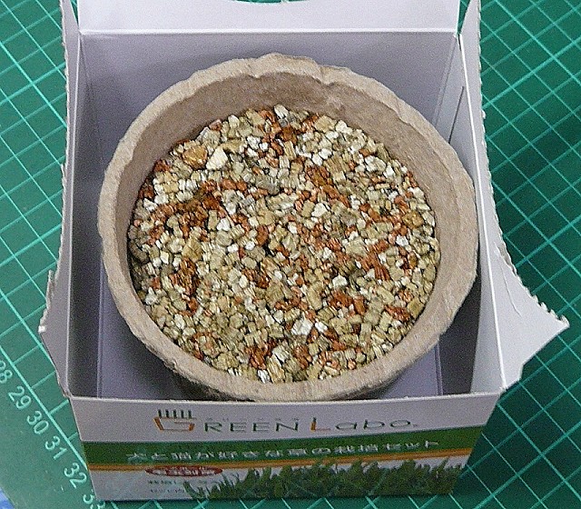 第一天：澆完150CC水之後的樣子