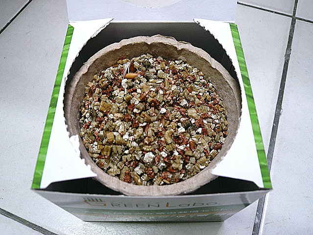 第二天：左上角開始有發芽現象