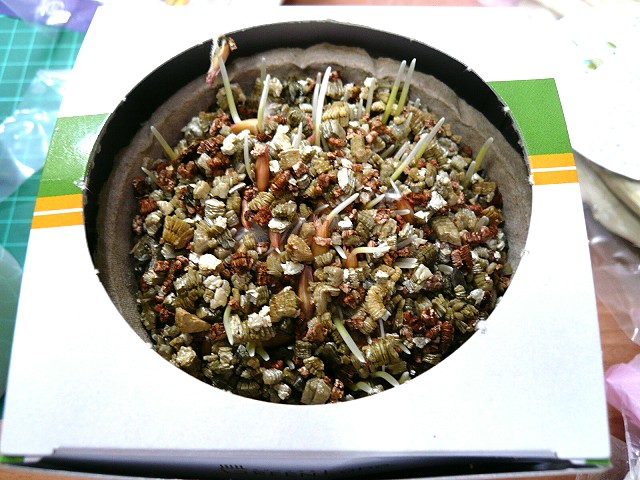 第三天：全體有發芽現象