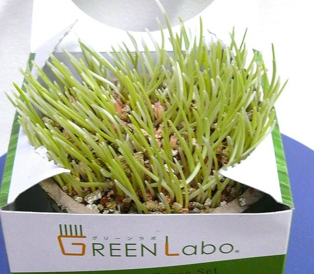 第四天：冒出很多小綠芽