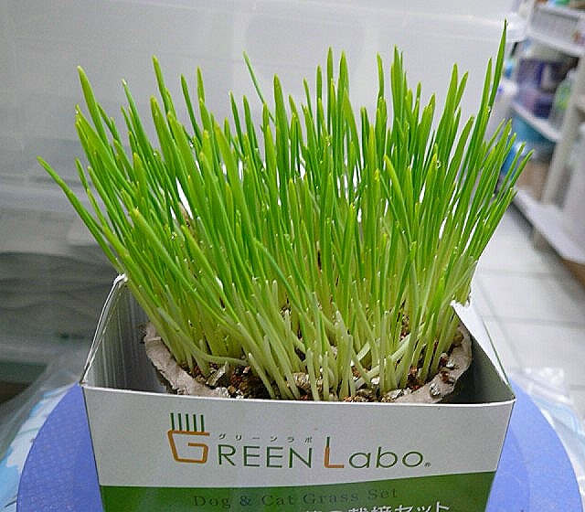 第五天：不囉嗦請直接看圖