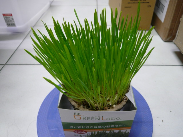 第六天：不囉嗦請直接看圖