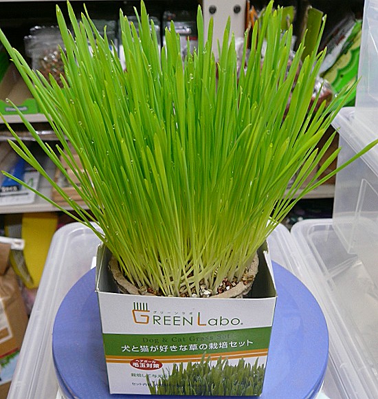 第七天：不囉嗦請直接看圖