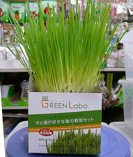 第八天：美麗的燕麥草種植成功